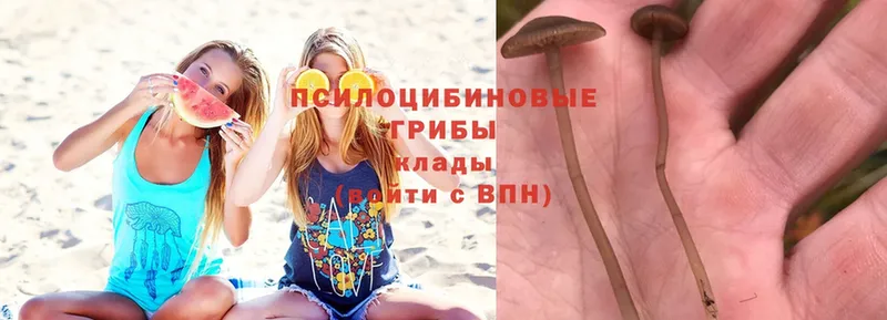 Псилоцибиновые грибы Magic Shrooms  закладка  Калачинск 